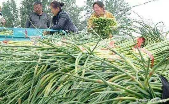 今日蒜苔最新价格行情分析