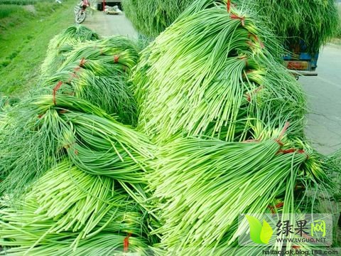 金乡蒜苔最新出库价格动态分析